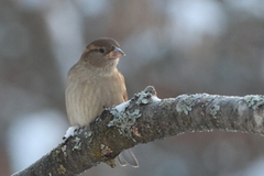 House Sparrow (Passer domesticus)