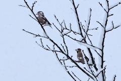 Hawfinch (Coccothraustes coccothraustes)