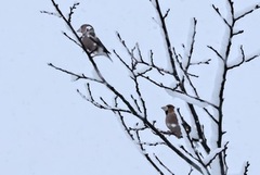 Kjernebiter (Coccothraustes coccothraustes)