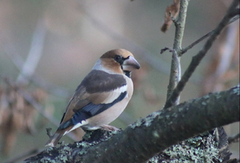 Hawfinch (Coccothraustes coccothraustes)