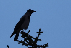 Hooded Crow (Corvus cornix)