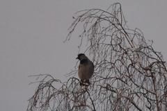 Hooded Crow (Corvus cornix)