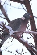 Wood Pigeon (Columba palumbus)