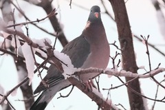 Wood Pigeon (Columba palumbus)