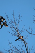 Eurasian Magpie (Pica pica)