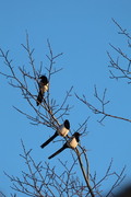 Eurasian Magpie (Pica pica)