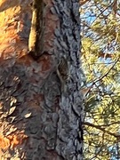 Eurasian Treecreeper (Certhia familiaris)