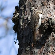 Eurasian Treecreeper (Certhia familiaris)