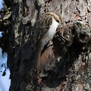 Trekryper (Certhia familiaris)