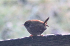 Gjerdesmett (Troglodytes troglodytes)