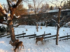 Rådyr (Capreolus capreolus)