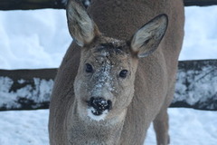 Roe Deer (Capreolus capreolus)