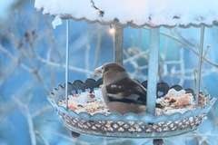 Hawfinch (Coccothraustes coccothraustes)