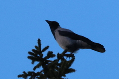 Hooded Crow (Corvus cornix)