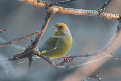 European Greenfinch (Chloris chloris)