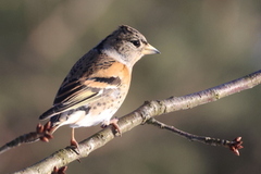 Brambling (Fringilla montifringilla)