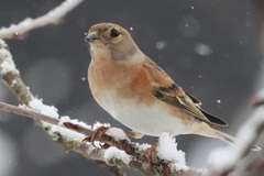 Brambling (Fringilla montifringilla)