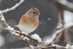 Brambling (Fringilla montifringilla)
