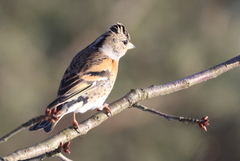 Brambling (Fringilla montifringilla)
