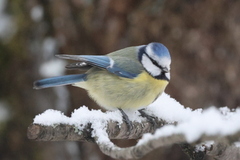 Blue Tit (Cyanistes caeruleus)