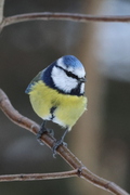 Blue Tit (Cyanistes caeruleus)