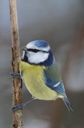 Blue Tit (Cyanistes caeruleus)