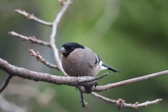 Eurasian Bullfinch (Pyrrhula pyrrhula)