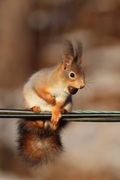 Eurasian Red Squirrel (Sciurus vulgaris)