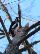Great Spotted Woodpecker (Dendrocopos major)