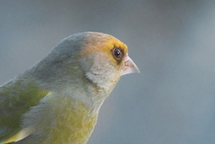 European Greenfinch (Chloris chloris)