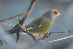 European Greenfinch (Chloris chloris)