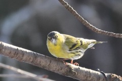 Eurasian Siskin (Spinus spinus)