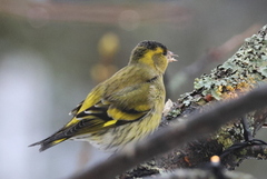Eurasian Siskin (Spinus spinus)