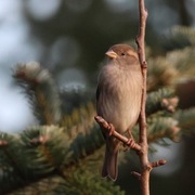 House Sparrow (Passer domesticus)