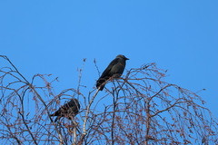 Kaie (Corvus monedula)