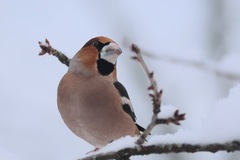 Hawfinch (Coccothraustes coccothraustes)