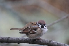 Eurasian Tree Sparrow (Passer montanus)