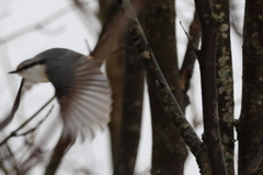 Nuthatch (Sitta europaea)