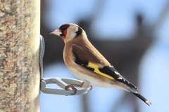 European Goldfinch (Carduelis carduelis)
