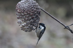 Coal Tit (Periparus ater)