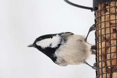 Coal Tit (Periparus ater)
