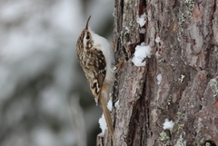 Eurasian Treecreeper (Certhia familiaris)