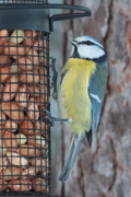 Blue Tit (Cyanistes caeruleus)
