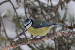 Blue Tit (Cyanistes caeruleus)