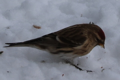 Lesser Redpoll (Acanthis cabaret)