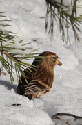 Lesser Redpoll (Acanthis cabaret)