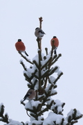 Eurasian Bullfinch (Pyrrhula pyrrhula)