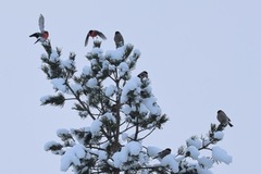 Eurasian Bullfinch (Pyrrhula pyrrhula)