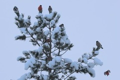Eurasian Bullfinch (Pyrrhula pyrrhula)
