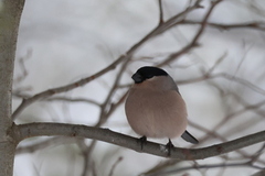 Eurasian Bullfinch (Pyrrhula pyrrhula)